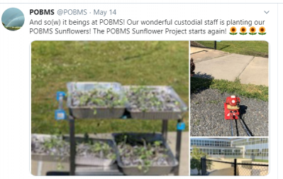 Sunflower seeds being planted by custodial staff due to building closures