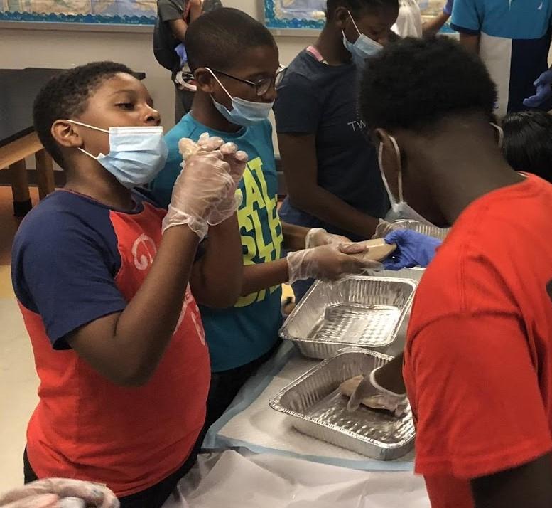 Student examining the kidney of a pig.